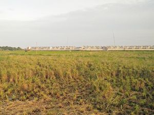 Tiap Tahun 200.000 Ha Sawah Jadi Kawasan Industri hingga Permukiman