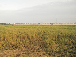 Tiap Tahun 200.000 Ha Sawah Jadi Kawasan Industri hingga Permukiman