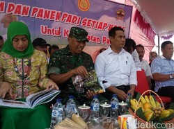 Ditanya Soal Impor Beras, Mentan: Produksi Kita Aman