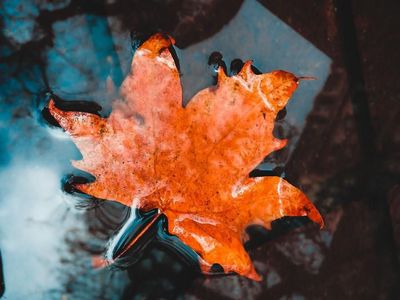 Bermodal iPhone Jadul, Remaja Ini Ciptakan Foto Ciamik