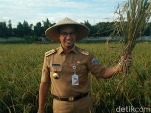 Gaya Anies Panen Padi di Cakung