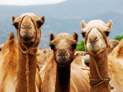 Tidak Hanya Kucing, Ini 6 Hewan Peliharaan Nabi Muhammad SAW