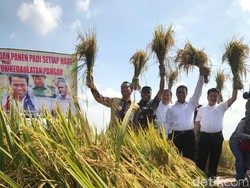 Menanti Harga Beras Turun Pasca Panen Raya