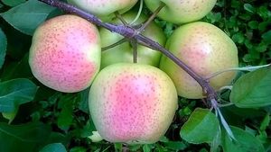Tanpa Disengaja, Warna dan Bentuk 10 Foto Makanan Ini Bikin Kagum!