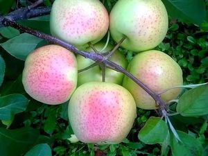 Tanpa Disengaja, Warna dan Bentuk 10 Foto Makanan Ini Bikin Kagum!