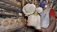 Asyik! Produksi Jamur Tiram Meningkat