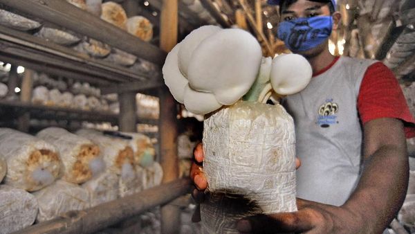 Asyik! Produksi Jamur Tiram Meningkat