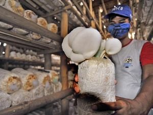 Asyik! Produksi Jamur Tiram Meningkat