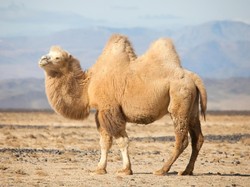 Kisah Nabi Saleh AS dan Mukjizat Unta Hamil yang Keluar dari Batu Besar