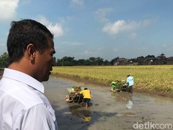 Mentan: Kalau Mulai Panen Raya, Harga Beras Tak akan Naik