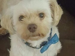 Crazy Rich Banget Nih, Bela-belain Borong Tiket Kelas Bisnis Buat Anjing