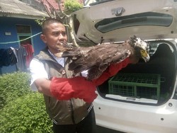 Dilindungi, Elang Ular Diserahkan Warga ke BKSDA