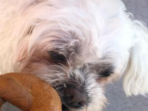 Pose Anjing Menunggu Diberi Bagel hingga Tempat Belanja Bahan Makanan Korea