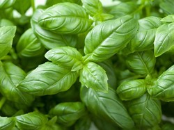 Ekstrak Daun Selasih Bisa Jadi Obat Anti Hipertensi, Ini Penjelasannya