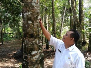 Mengenal Pohon Gaharu, Tanaman Tropis Wangi Mendunia yang Kaya Manfaat Mengenal Pohon Gaharu, Tanaman Tropis Wangi Mendunia yang Kaya Manfaat