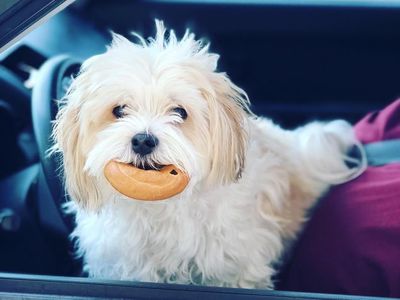 Duh, Gemasnya Pose Anjing Ini Saat Menunggu Diberi Bagel dalam Mobil!