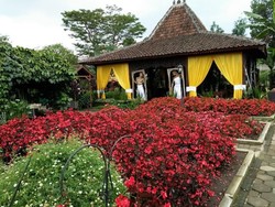 Selfie Sampai Puas di Kebun Bunga Cantik Ini