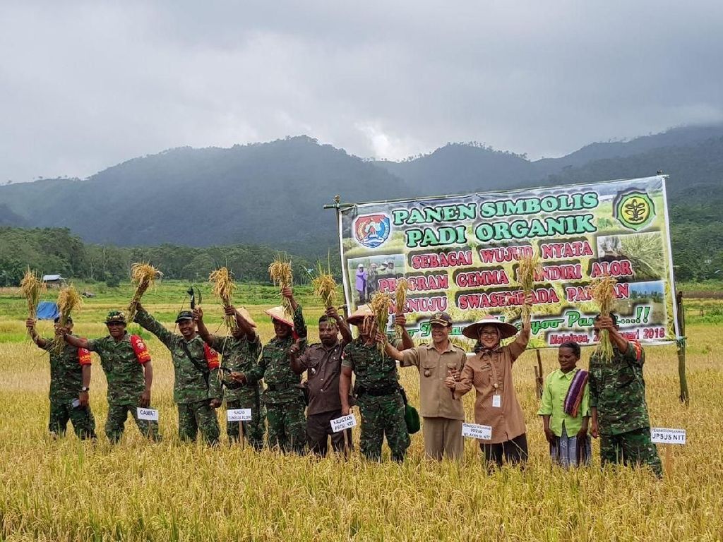 Kementan: Kabupaten Alor Siap Swasembada Pangan Kementan: Kabupaten Alor Siap Swasembada Pangan