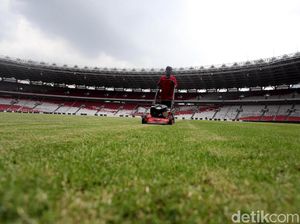 Di Piala AFF, GBK Pertahankan Rumput Ini Di Piala AFF, GBK Pertahankan Rumput Ini