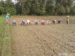 Bupati Ponorogo Sebut Impor Beras Tak Pengaruh Petani Lokal