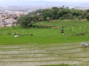 Marak Pembangunan, Sawah di Bandung Menyusut 100 Ha Per Tahun Marak Pembangunan, Sawah di Bandung Menyusut 100 Ha Per Tahun
