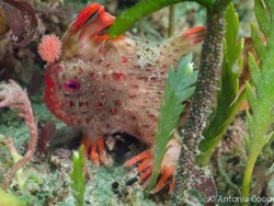 Ilmuwan Temukan Populasi Baru Ikan Terlangka di Tasmania