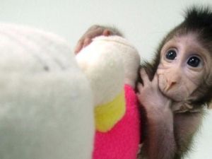 Ilmuwan China Telah Berhasil Mengkloning Monyet