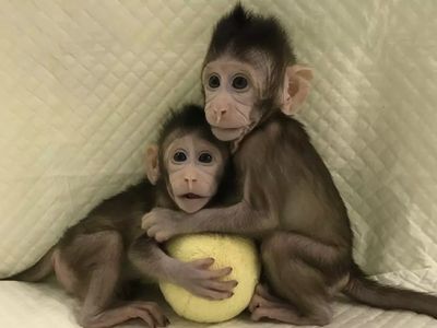 Potret 2 Monyet Hasil Kloningan di China