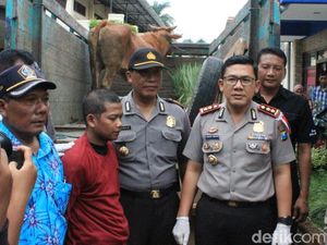 Terbelit Utang, Warga Blitar Curi Sapi Brahman