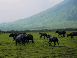 Terpesona Afrika di Taman Nasional Baluran