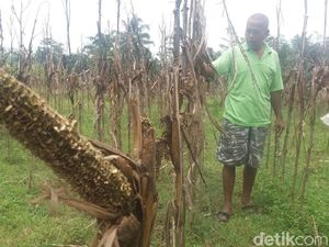 Hama Tikus Serang Tanaman Jagung dan Padi di Banjarnegara
