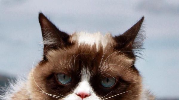 Kucing Judes yang Viral di Medsos Ini Menang Gugatan Rp 9,4 M