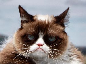 Kucing Judes yang Viral di Medsos Ini Menang Gugatan Rp 9,4 M