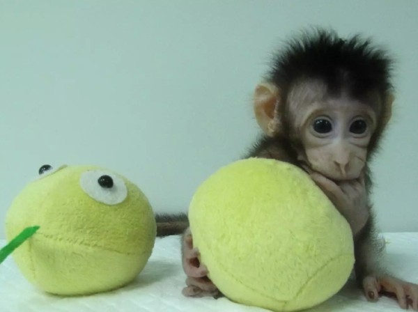 35+ Hewan monyet png update 