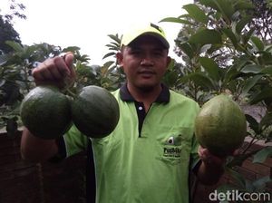 Alpukat Wina di Kabupaten Semarang, Beratnya Capai 2 Kg per Buah