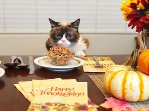 Wow, ​​Grumpy Cat​ Kini​ Jadi Kucing Terkaya di Dunia!