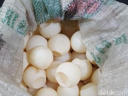 Curi Telur Penyu di Aceh Singkil, 2 Nelayan Diciduk