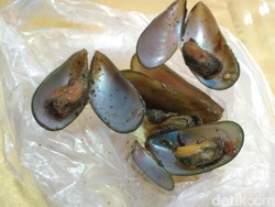 Dinkes Cirebon Cek Kerang Hijau Penyebab 32 Orang Keracunan