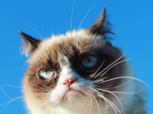 Sedih, Grumpy Cat Si Kucing Idola Netizen Mati