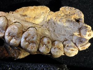 Fosil 200 Ribu Tahun di Israel Ungkap Cerita Lain Asal Muasal Manusia