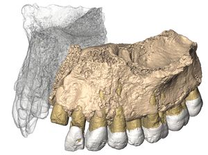 Kata Ilmuwan Soal Temuan Fosil Berusia 200 Ribu Tahun di Israel