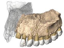 Fosil Berusia 200 Ribu Tahun Ditemukan di Israel