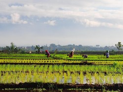 Hari Pangan Sedunia, Sudahkah Petani Indonesia Sejahtera?