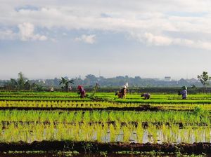 Hari Pangan Sedunia, Sudahkah Petani Indonesia Sejahtera? Hari Pangan Sedunia, Sudahkah Petani Indonesia Sejahtera?
