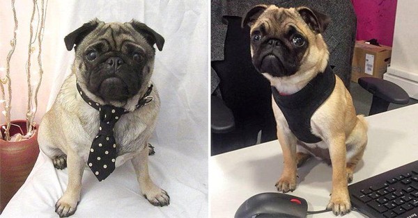 Tertarik Melamar Kafe Anjing Pug Ini Sedang Buka Lowongan Magang