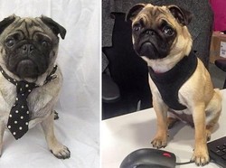 Tertarik Melamar? Kafe Anjing Pug Ini Sedang Buka Lowongan Magang