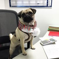 Tertarik Melamar Kafe Anjing Pug Ini Sedang Buka Lowongan Magang