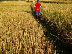 Kementan Prediksi Panen Raya Capai 2,25 Juta Hektare