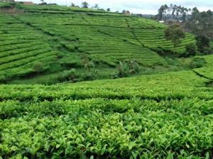 Weekend di Bandung, ke Kertamanah Yuk!