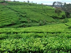 Weekend di Bandung, ke Kertamanah Yuk!